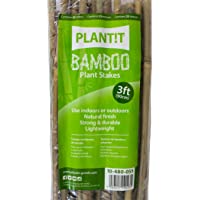 Los mejores  - PLANT !T 10-480-055 Estacas de bambú- Paquete de 25 Unidades- Beige- 95x3x6 cm